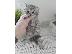 PoulaTo: Βρετανικά γατάκια Longhair Tabby προς πώληση Έχουμε εκπληκτικά σκουπίδια από ασήμι και στί...