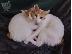 PoulaTo: Japanese Bobtail Kittens