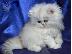 PoulaTo: Σπίτι Μεγαλωμένα περσικά γατάκια τσιντσιλά.