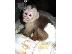 PoulaTo: Διατίθενται αρσενικά και θηλυκά μωρά μαϊμούδες Capuchin...