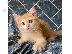 PoulaTo: Βρετανικά Shorthair γατάκια για υιοθεσία