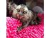 PoulaTo: Little Sweet Marmoset Monkey