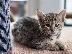 PoulaTo: Επικοινωνήστε μαζί μου μέσω Viber: ( +63-945-413-6749 ) Savannah Kittens...