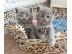 PoulaTo: Home Raised British Shorthair Kittens Available.