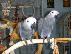PoulaTo: Ένα ζευγάρι μιλάνων αφρικανικών γκρίζων παπαγάλοι...