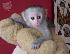 PoulaTo: μωρό Capuchin μαϊμού για 270 €