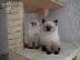 PoulaTo: Πωλούνται γατάκια Siberian