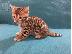 PoulaTo: Srebrni bengalski mačići za prodaju kontaktirajte me putem (whatsapp 32460219218) ili (vib...