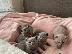 PoulaTo: active british shorthair kittens