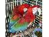 PoulaTo: όμορφα μωρά κόκκινα παπαγάλοι παπαγάλων