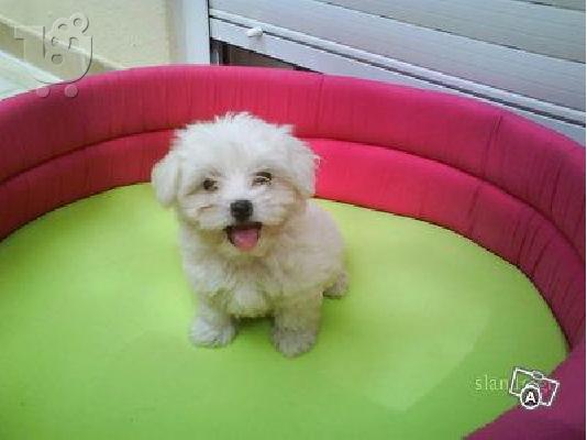 maltese mini