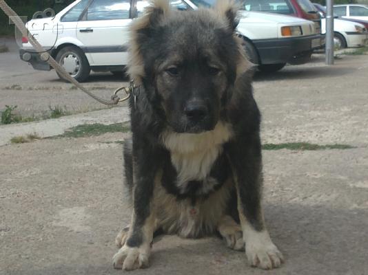 Kennel "Duchman" sale male Caucasian Shepherd 