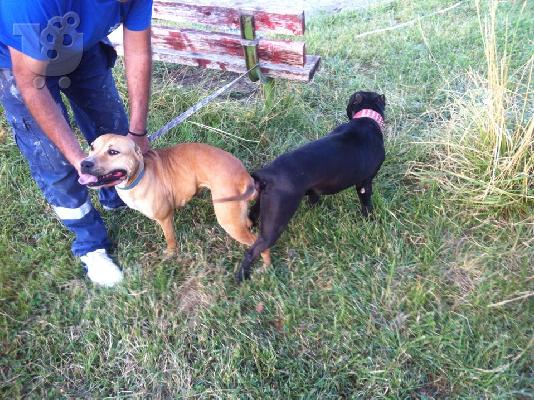 PoulaTo: AMERICAN PIT BULL