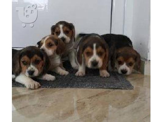 PoulaTo: Beagle - Μπιγκλ καθαροαιμα και υιγιεστατα κουταβια στις καλυτερες τιμες 6979314054