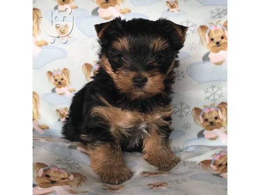 Μικρο Yorkie