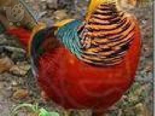 ΑΡΝΙΑ ελληνικα αξιωτικα 200 τεμαχια-