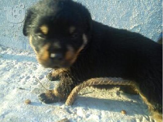 Καθαρόαιμα κουτάβια Rottweiler