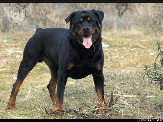 PoulaTo: Πωλουνται 5 καθαροαιμα νεογεννητα rottweiler