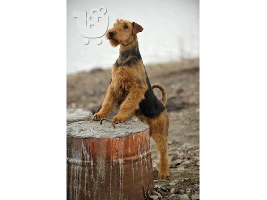Airedale Terrier ΟΜΟΡΦΑ κουταβάκια