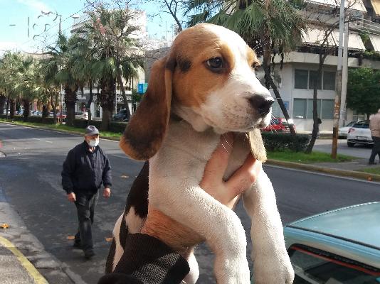 Σαλόνια Γωνία Φλώρινα Σαλόνια Κήπου Γωνιακά Φλώρινα Σαλόνια Βεράντας Γωνία Φλώρινα Σαλόνια...
