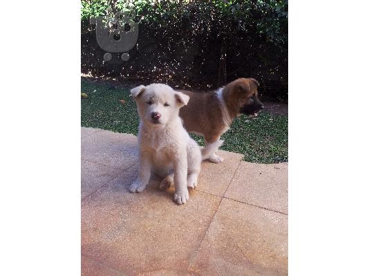 American akita
