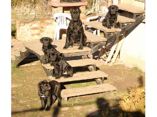 Cane Corso-Κανέ Κόρσο