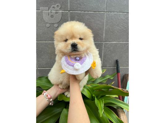 PoulaTo: Κουτάβι Chow Chow προς πώληση