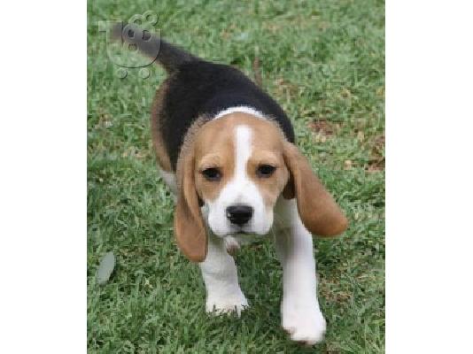 PoulaTo: Χαριτωμένα και γοητευτικά κουτάβια Beagle