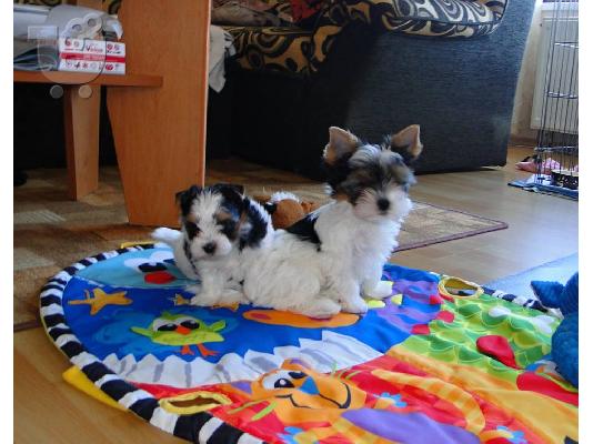 PoulaTo: Χαριτωμένο καθαρόαιμο κουτάβι biewer yorkshire terrier