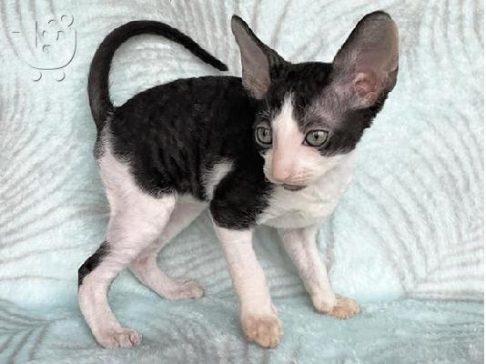 PoulaTo: Όμορφα μισά γατάκια Cornish Rex.