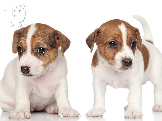 PoulaTo: Jack russell