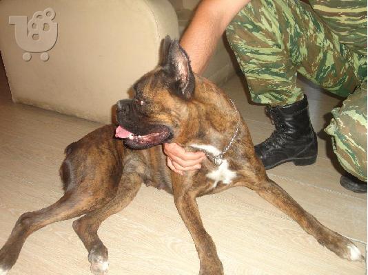 polountai boxer
