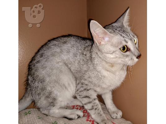 PoulaTo: Egyptian Mau Kittens