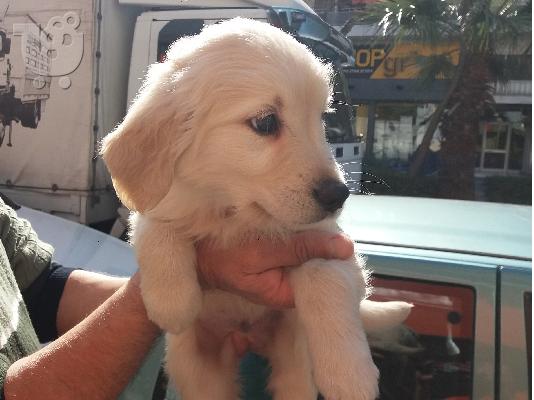 Σαλόνια Γωνία Χίος Σαλόνια Κήπου Γωνιακά Χίος Σαλόνια Βεράντας Γωνία Χίος Σαλόνια Εξωτερικ...