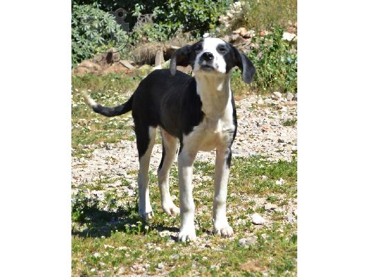 ΓΚΙΖΜΟ ΠΡΟΣ ΥΙΟΘΕΣΙΑ,ΑΡ ΠΡΩΤ 4247/02