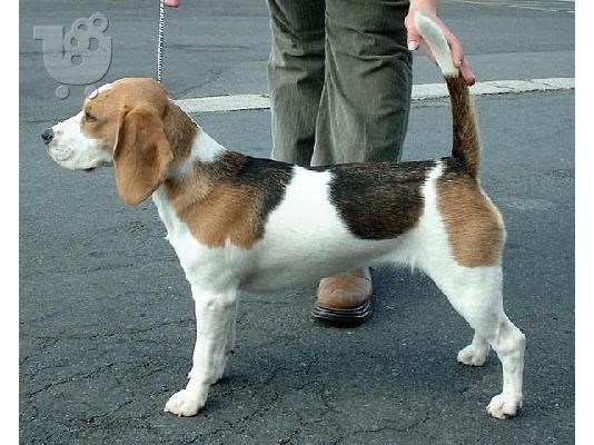 Beagle - Μπιγκλ καθαροαιμα και υιγιεστατα κουταβια στις καλυτερες τιμες 6979314054...