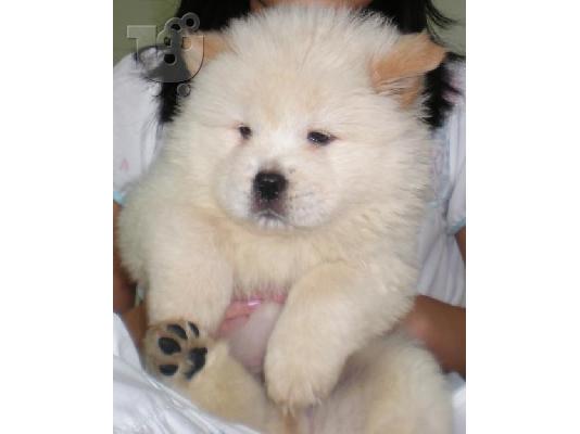 PoulaTo: chow chow κουτάβι - € 200