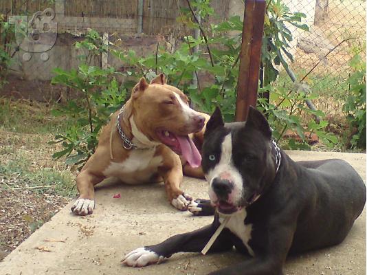 PIT BULL ΑΡΙΣΤΗΣ ΜΟΡΦΟΛΟΓΙΑΣ,ΕΚΛΕΚΤΑ ΑΙΜΑΤΑ