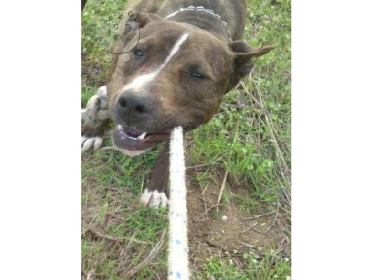 PoulaTo: POLOYNTAI KOYTAVIA PIT BULL