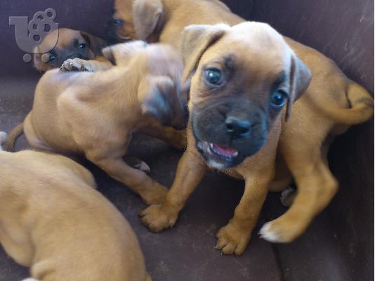 boxer