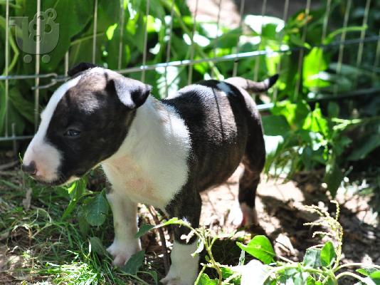 Αγγλικά Bull Terrier