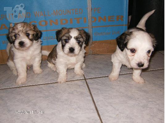 PoulaTo: Maltese-Coton de tulear 