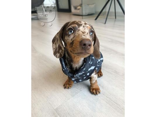 Mini Dachshund Puppies