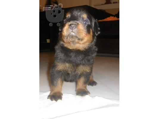 ΠΩΛΟΥΝΤΑΙ ΚΑΘΑΡΟΑΙΜΑ ROTTWEILER Ροτβάιλερ