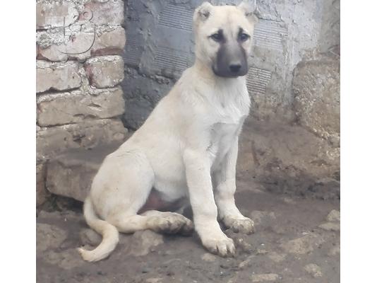 Turski kangal