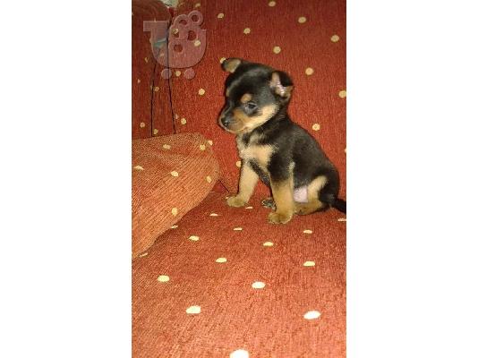 mini pinser