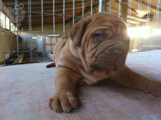 PoulaTo: ΠΩΛΕΙΤΑΙ DOGUE DE BORDEAUX ΚΟΥΤΑΒΙ