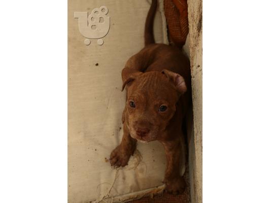american PITbull REDnose 100%                6909104382