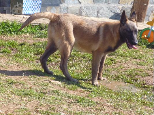 κουταβια malinois