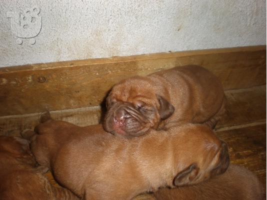 KOYTABIA DOGUE DE BORDEAUX